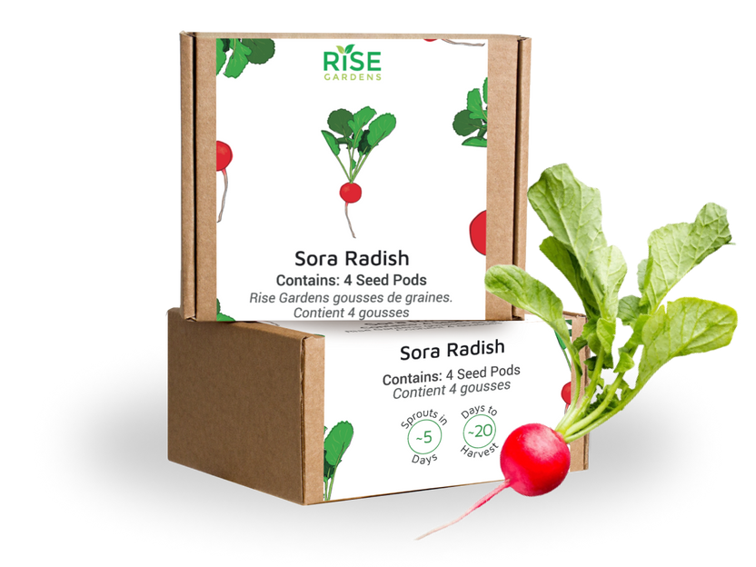 Radish Sora
