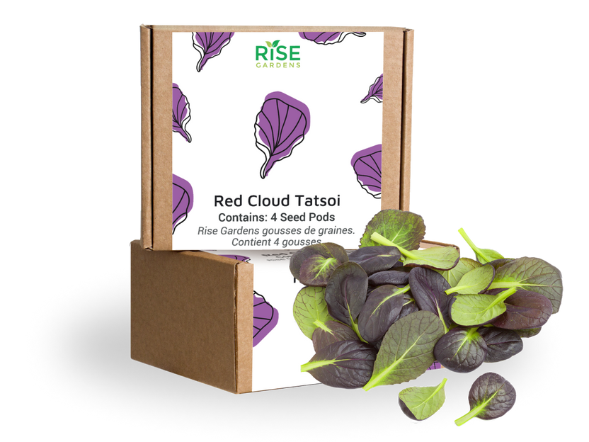 Red Cloud Tatsoi
