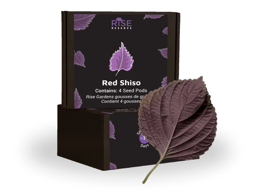 Red Shiso