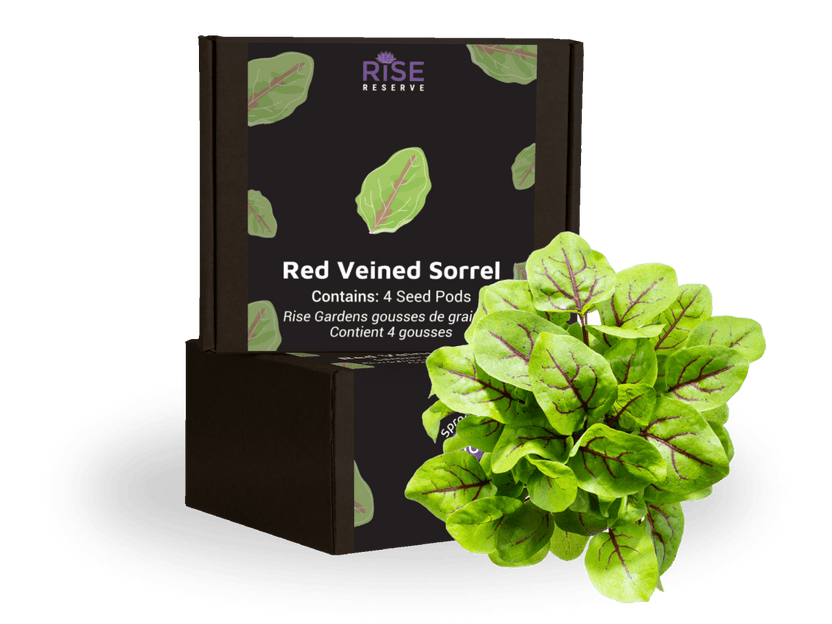Red Veined Sorrel