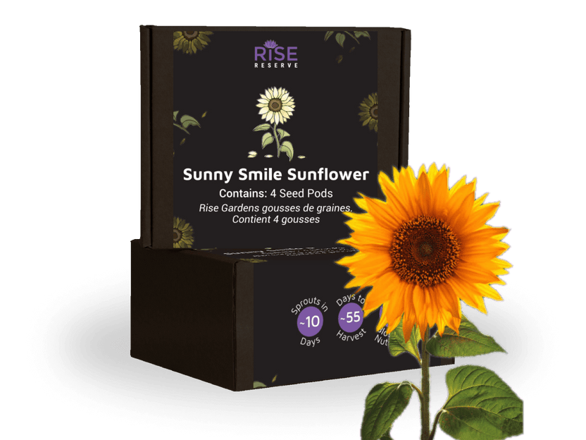 Sunny Smile Sunflower