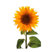 Sunny Smile Sunflower