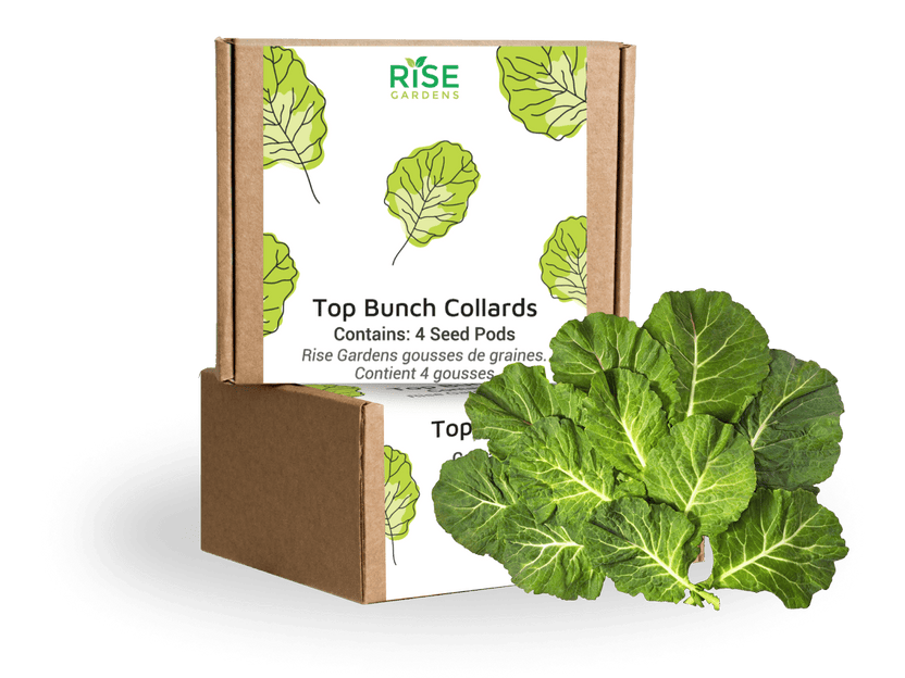 Top Bunch Collards