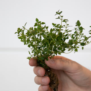 5 Tips for Successful Hydroponic Gardening