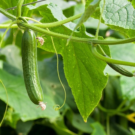 All About Cucumbers: From Origins to Uses