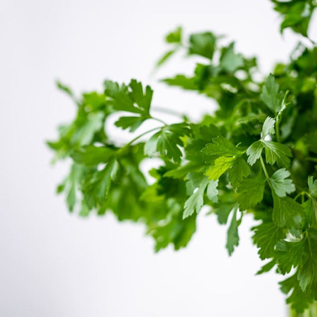 How to Use Cilantro from Your Rise Garden