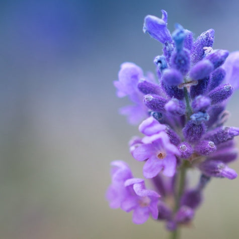 All About Lavender