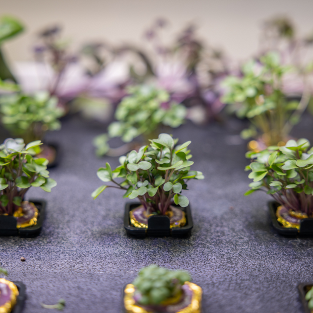 Why and How to Grow Microgreens