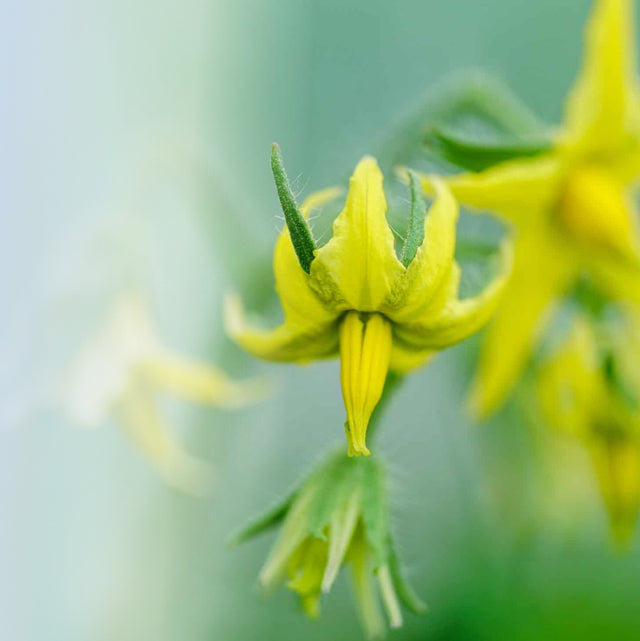 Pollinating Indoor Plants 101