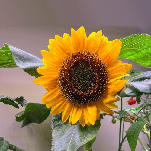 All about Sunny Sunflowers