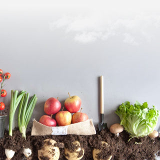 Start Your Outdoor Garden  Inside with a Rise Garden