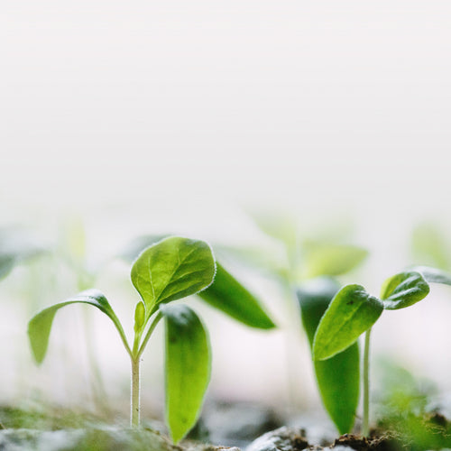 Starting a Victory Garden