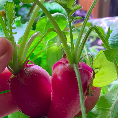 All about radishes