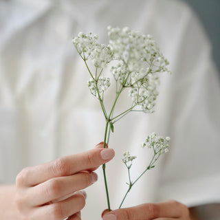 Flower Facts about Yellow Poppies and Baby's Breath