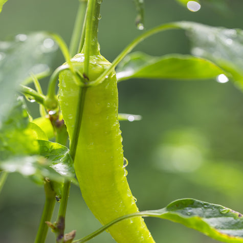 Banana Pepper: Your Winter Culinary Companion