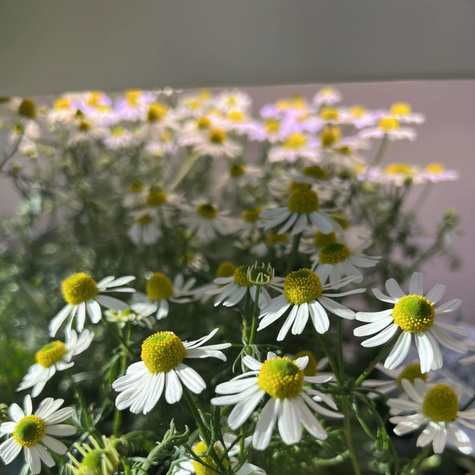 A Beginner's Guide to Flower Gardening in Your Personal Rise Garden