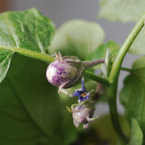All About Baby Eggplants