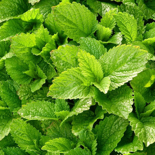 All About Lemon Balm