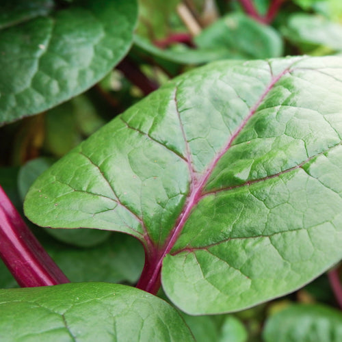 Malabar Vining Spinach: Winter's Nutritional Powerhouse