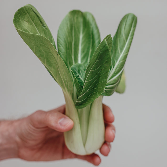 Pak Choi: The Green Marvel in Your Rise Garden