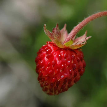 Health Benefits of Wild Strawberries