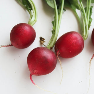 5 Reasons to Start Growing Radishes