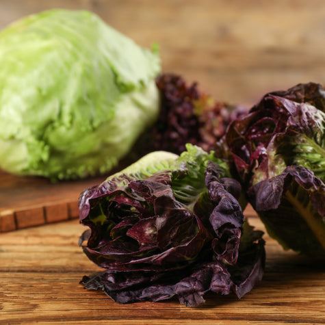 Red Romaine: A Burst of Color in Your Rise Garden