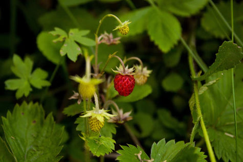 9 Fun + Delicious Ways to Use Mini Snackable Strawberries