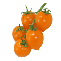 Heartbreakers Dora Orange Tomato