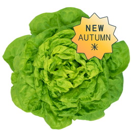 Butterhead lettuce