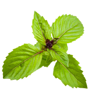 Cinnamon Basil