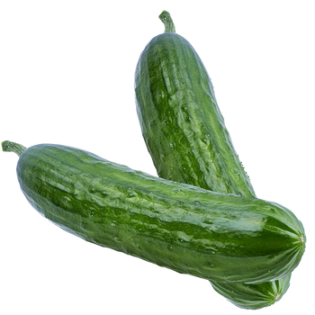 Dasher II Cucumber