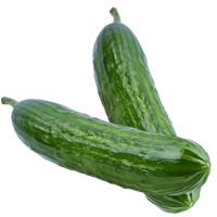 Dasher II Cucumber