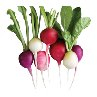 Easter Egg Radish