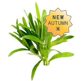 European Tarragon