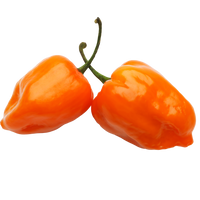 Habanero Pepper