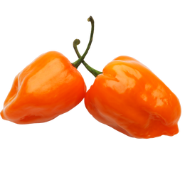 Habanero Pepper