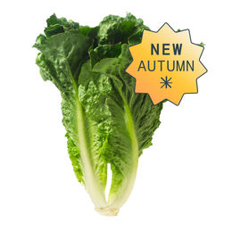 Long Leaf Romaine