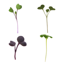 Microgreens Variety Pack