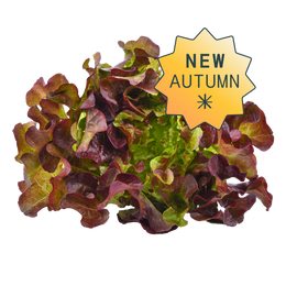 Red Oakleaf Lettuce