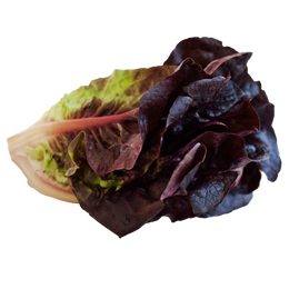 Red Romaine Lettuce