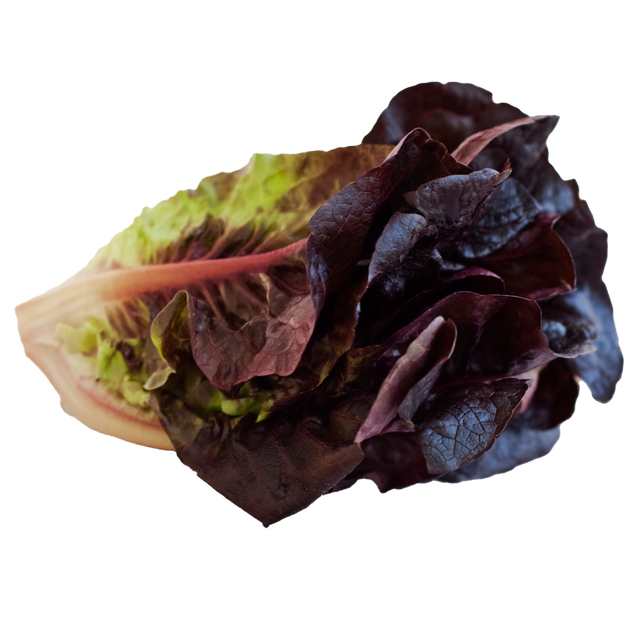 Red Romaine Lettuce