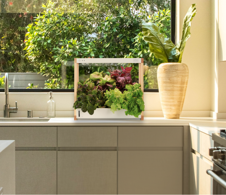 Hydroponic Garden for Home | Indoor Garden by Rise Gardens
