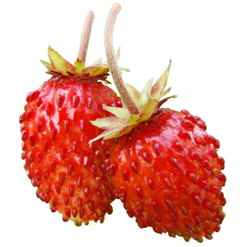 Mini snackable Strawberry