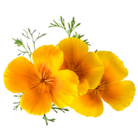 Yellow Poppy