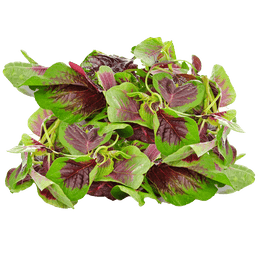 Callaloo Amaranth