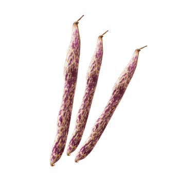Dragon's Tongue Bean