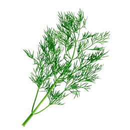 Fernleaf Dill