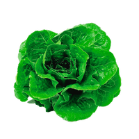 Parris Island Cos Lettuce