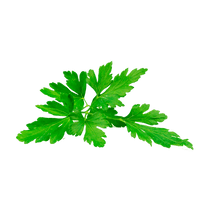 Forest Green Parsley